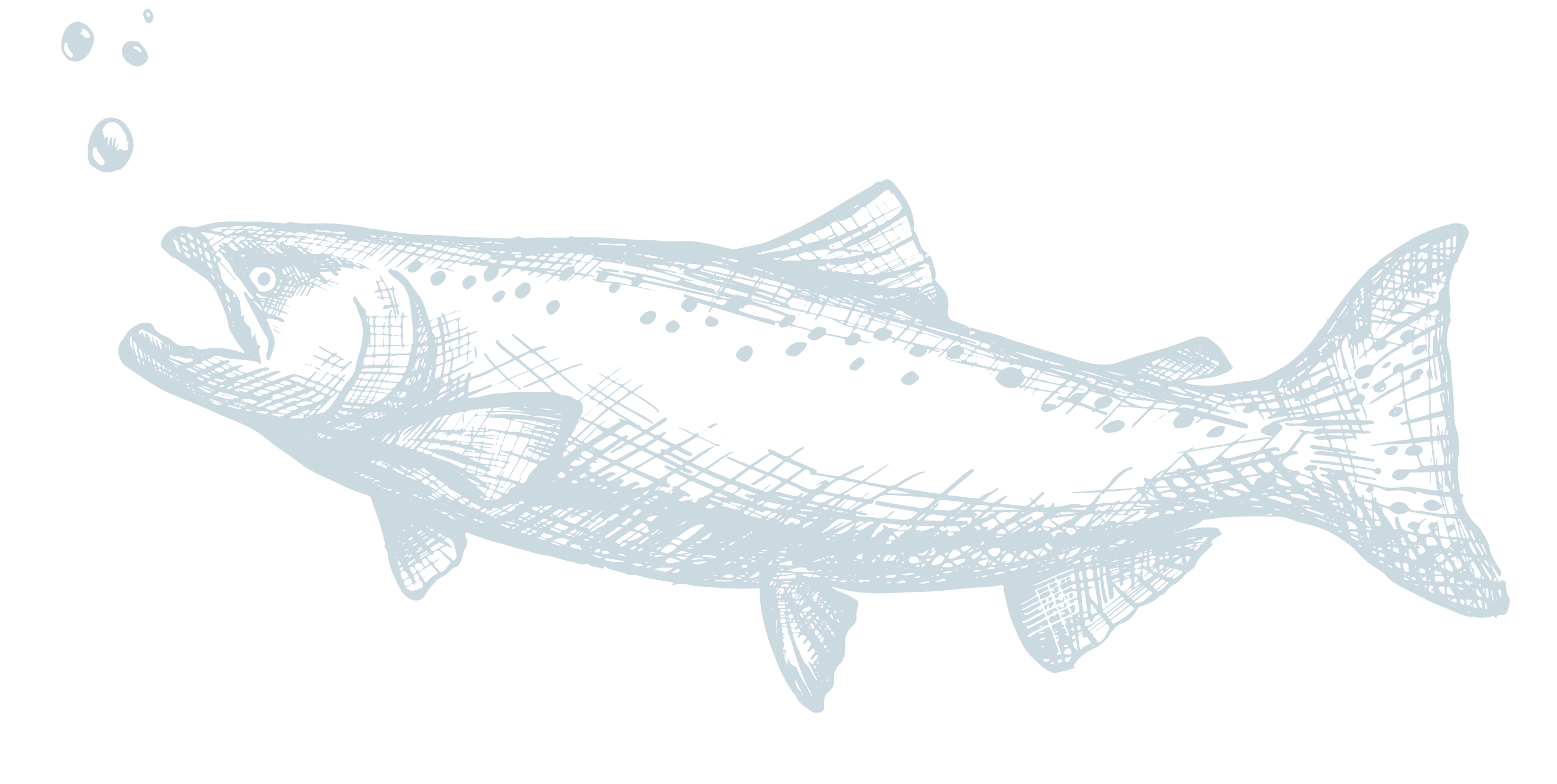 Large illustrated salmon.